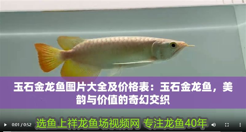 玉石金龍魚圖片大全及價格表：玉石金龍魚，美韻與價值的奇幻交織