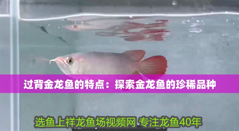 過(guò)背金龍魚(yú)的特點(diǎn)：探索金龍魚(yú)的珍稀品種