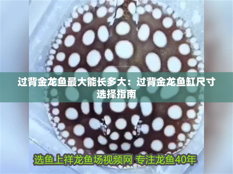 過(guò)背金龍魚(yú)最大能長(zhǎng)多大：過(guò)背金龍魚(yú)缸尺寸選擇指南