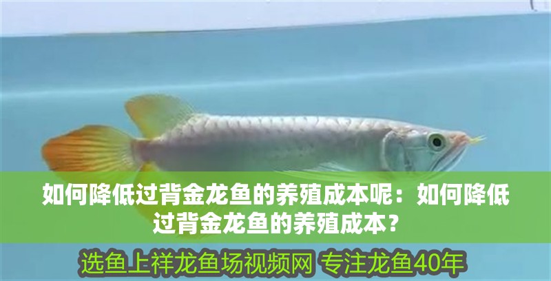 如何降低過背金龍魚的養殖成本呢：如何降低過背金龍魚的養殖成本？