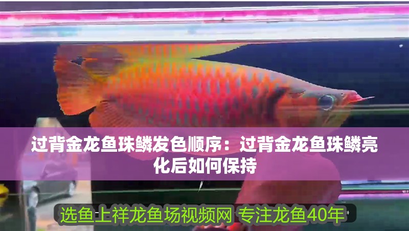 過背金龍魚珠鱗發色順序：過背金龍魚珠鱗亮化后如何保持