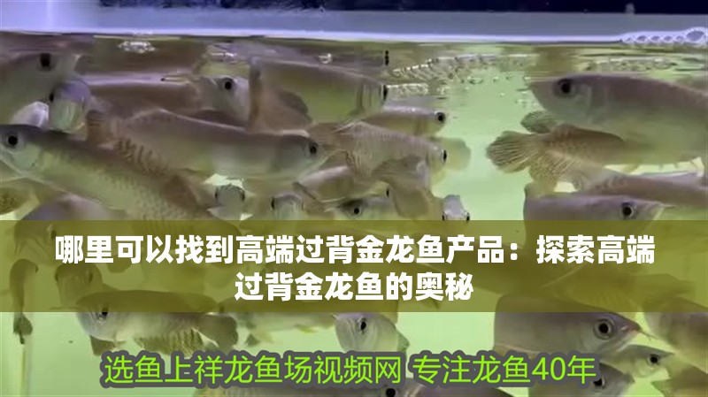 哪里可以找到高端過背金龍魚產品：探索高端過背金龍魚的奧秘