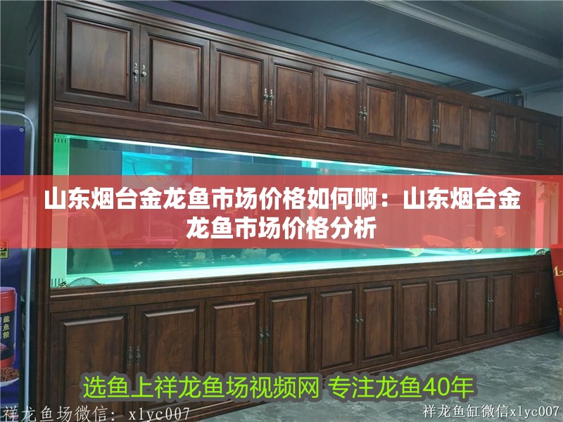 山東煙臺金龍魚市場價格如何啊：山東煙臺金龍魚市場價格分析