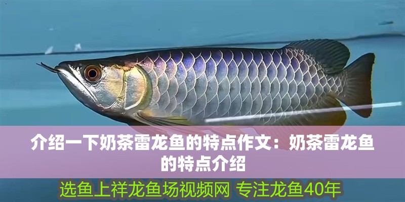 介紹一下奶茶雷龍魚的特點作文：奶茶雷龍魚的特點介紹