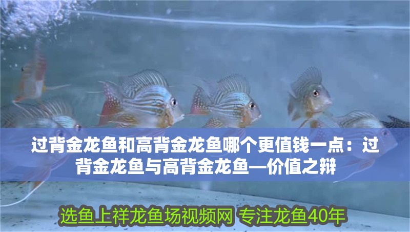 過背金龍魚和高背金龍魚哪個更值錢一點：過背金龍魚與高背金龍魚—價值之辯