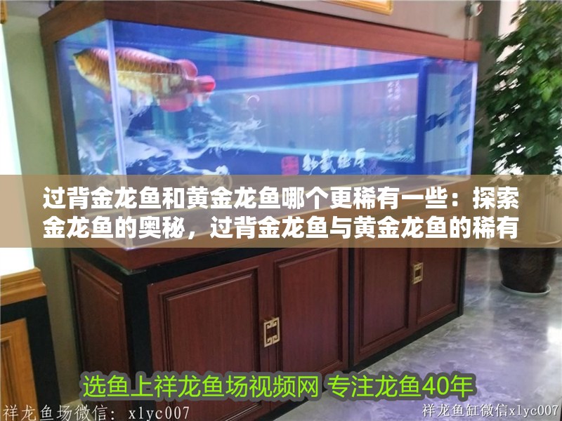 過背金龍魚和黃金龍魚哪個更稀有一些：探索金龍魚的奧秘，過背金龍魚與黃金龍魚的稀有性比較