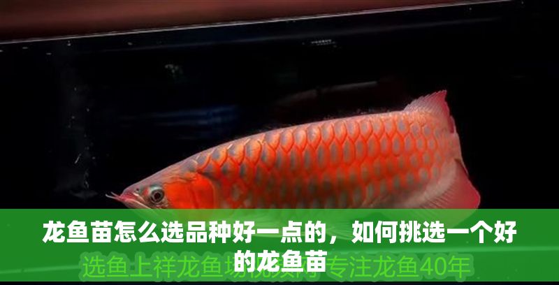 龍魚苗怎么選品種好一點的，如何挑選一個好的龍魚苗