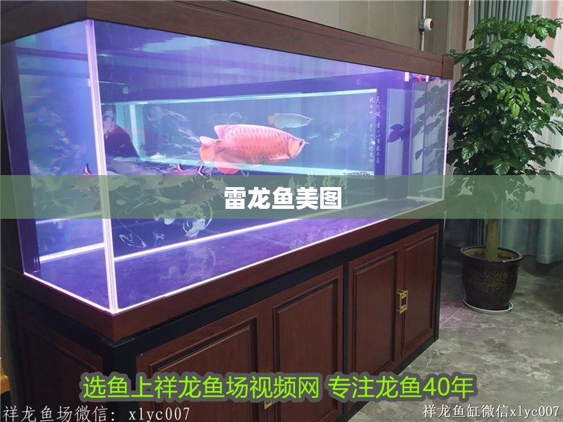 雷龍魚美圖