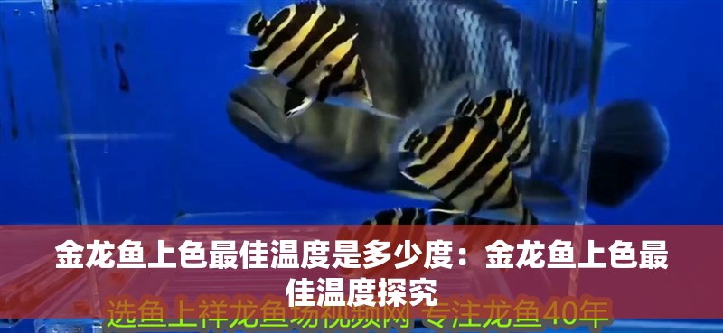 金龍魚上色最佳溫度是多少度：金龍魚上色最佳溫度探究 金龍魚上色最佳溫度是多少度：金龍魚上色最佳溫度探究 水族問答