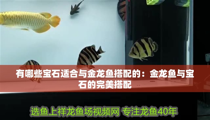 有哪些寶石適合與金龍魚搭配的：金龍魚與寶石的完美搭配