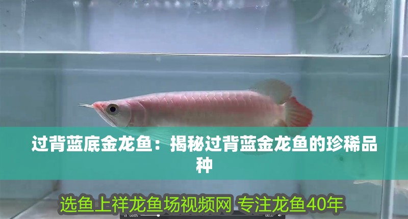 過背藍底金龍魚：揭秘過背藍金龍魚的珍稀品種