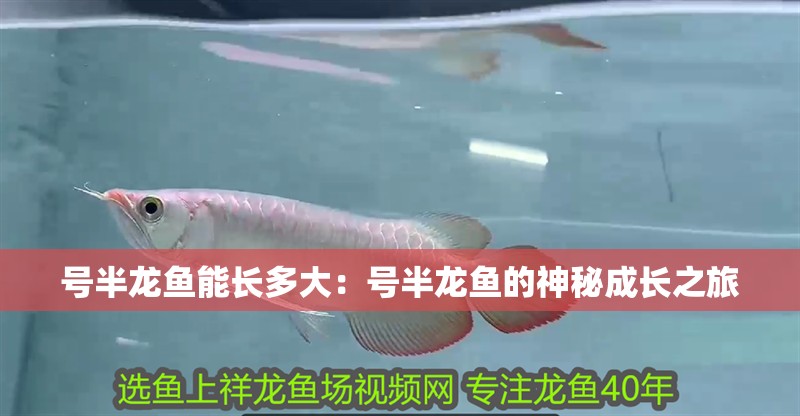 號半龍魚能長多大：號半龍魚的神秘成長之旅