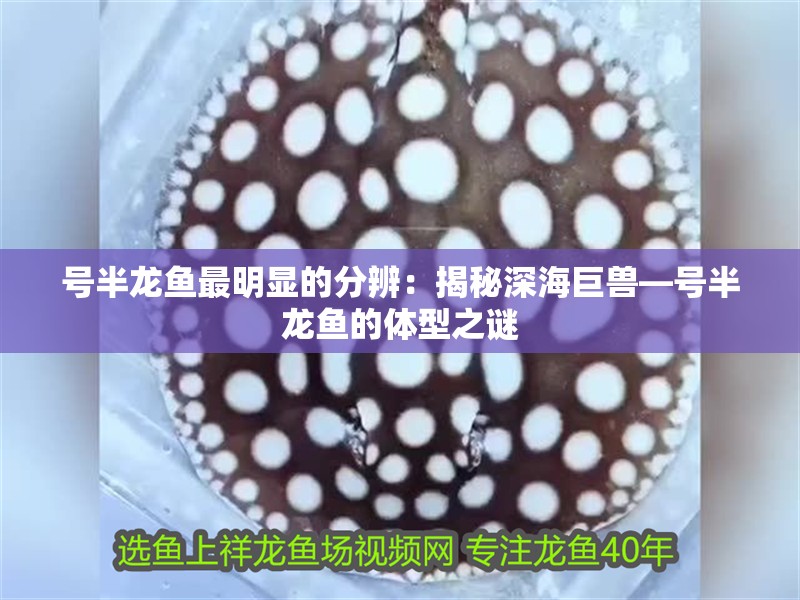 號半龍魚最明顯的分辨：揭秘深海巨獸—號半龍魚的體型之謎