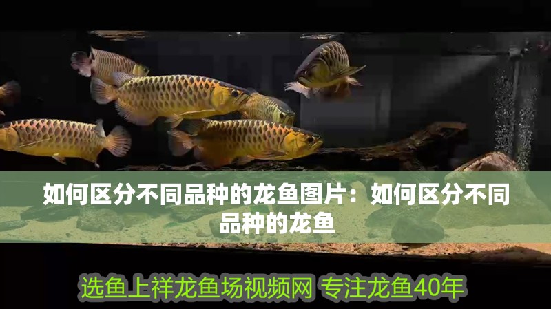 如何區分不同品種的龍魚圖片：如何區分不同品種的龍魚
