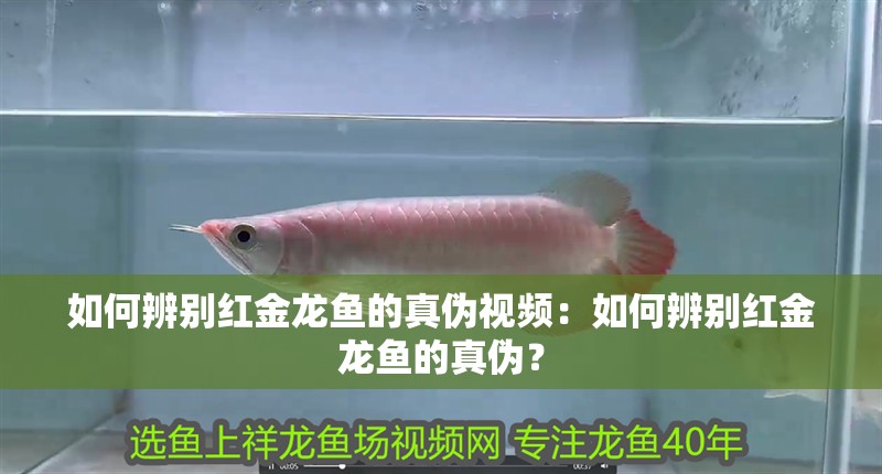 如何辨別紅金龍魚的真偽視頻：如何辨別紅金龍魚的真偽？