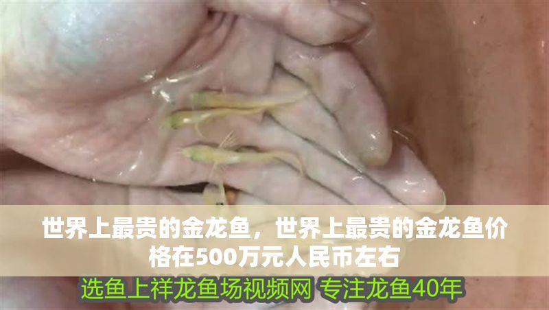 世界上最貴的金龍魚，世界上最貴的金龍魚價(jià)格在500萬元人民幣左右