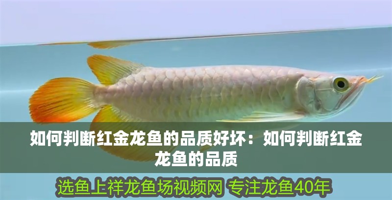 如何判斷紅金龍魚的品質好壞：如何判斷紅金龍魚的品質