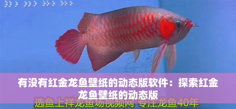 有沒有紅金龍魚壁紙的動態版軟件：探索紅金龍魚壁紙的動態版