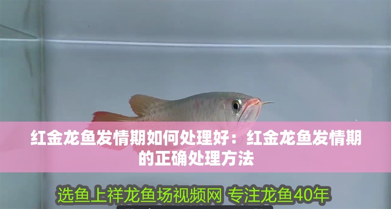 紅金龍魚發情期如何處理好：紅金龍魚發情期的正確處理方法