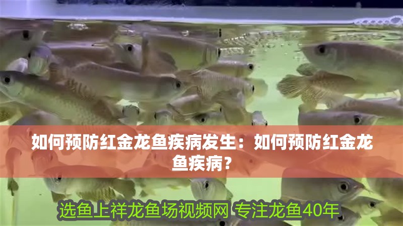 如何預防紅金龍魚疾病發生：如何預防紅金龍魚疾病？