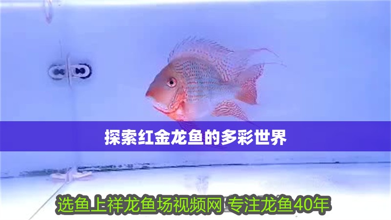 探索紅金龍魚的多彩世界