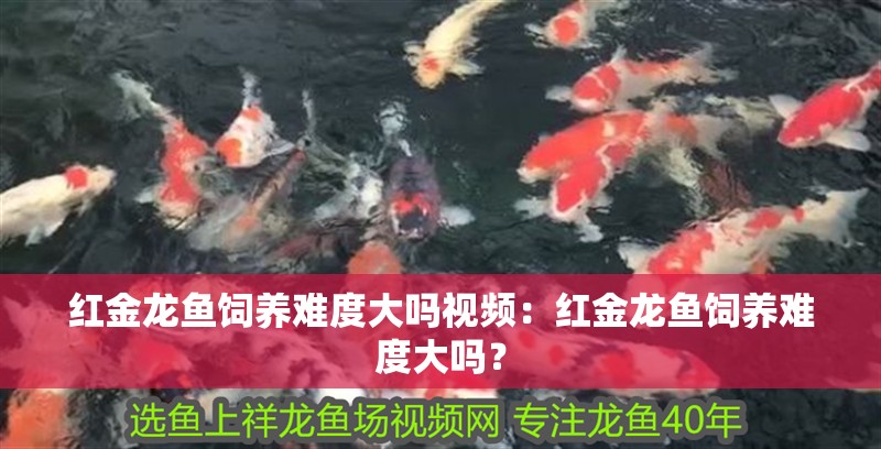 紅金龍魚飼養難度大嗎視頻：紅金龍魚飼養難度大嗎？