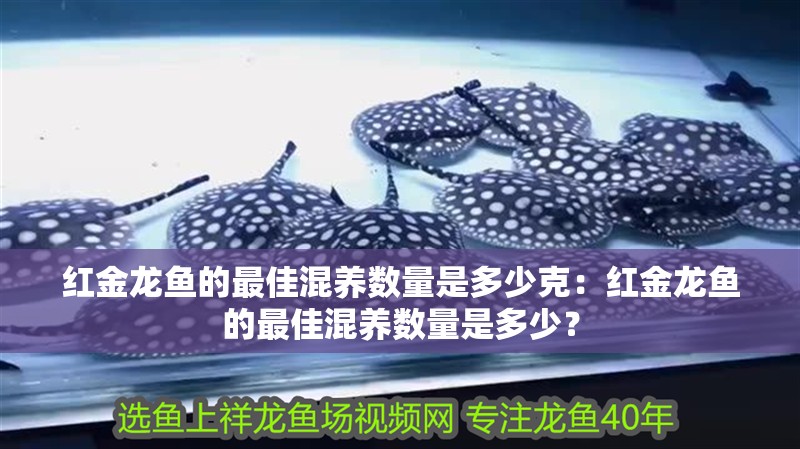 紅金龍魚的最佳混養數量是多少克：紅金龍魚的最佳混養數量是多少？