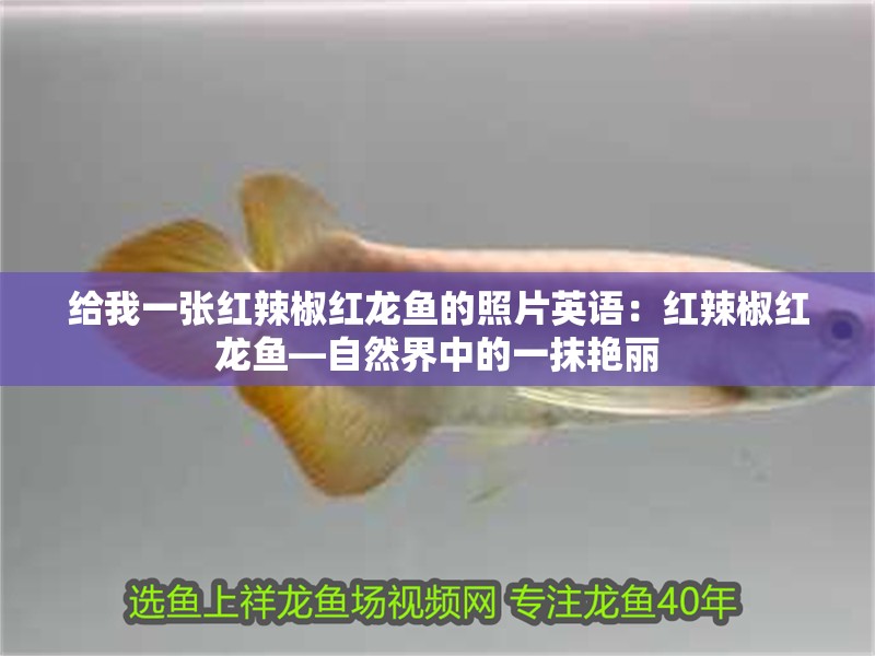 給我一張紅辣椒紅龍魚的照片英語：紅辣椒紅龍魚—自然界中的一抹艷麗