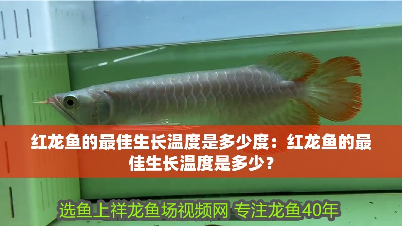 紅龍魚的最佳生長溫度是多少度：紅龍魚的最佳生長溫度是多少？