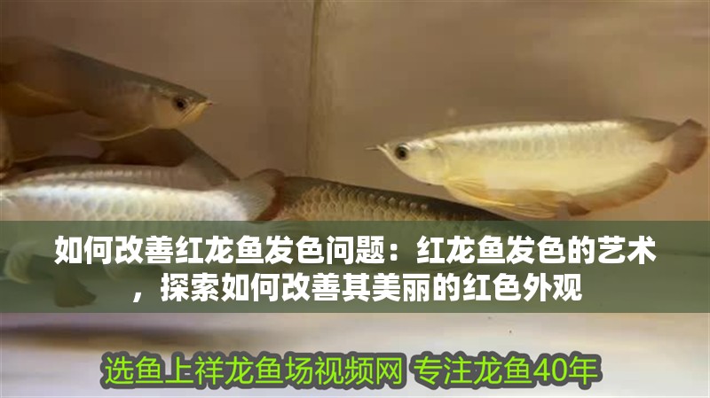 如何改善紅龍魚發(fā)色問(wèn)題：紅龍魚發(fā)色的藝術(shù)，探索如何改善其美麗的紅色外觀