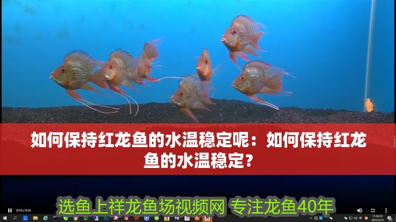 如何保持紅龍魚的水溫穩定呢：如何保持紅龍魚的水溫穩定？
