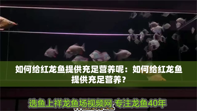 如何給紅龍魚提供充足營養(yǎng)呢：如何給紅龍魚提供充足營養(yǎng)？