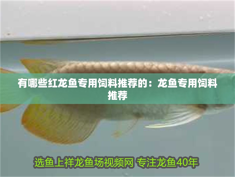 有哪些紅龍魚專用飼料推薦的：龍魚專用飼料推薦