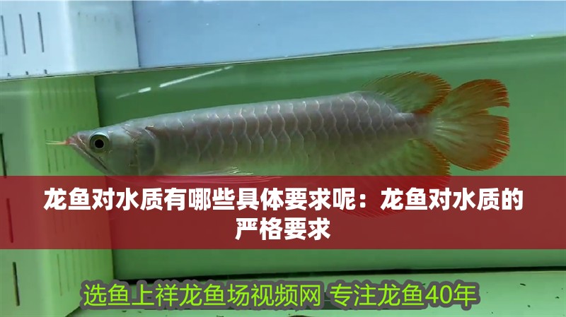 龍魚對水質有哪些具體要求呢：龍魚對水質的嚴格要求