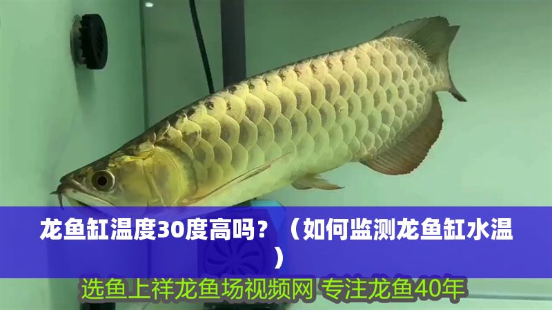 龍魚缸溫度30度高嗎？（如何監(jiān)測龍魚缸水溫）