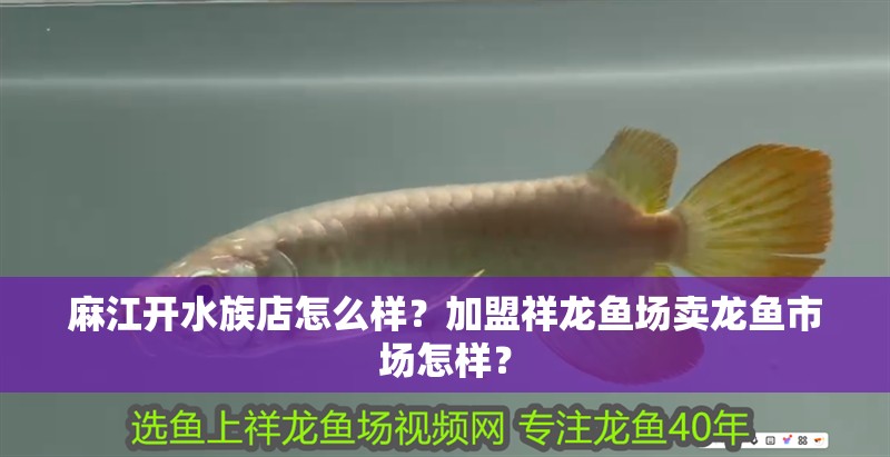 <strong><mark>麻江</mark></strong>開水族店怎么樣？加盟祥龍魚場賣龍魚市場怎樣？