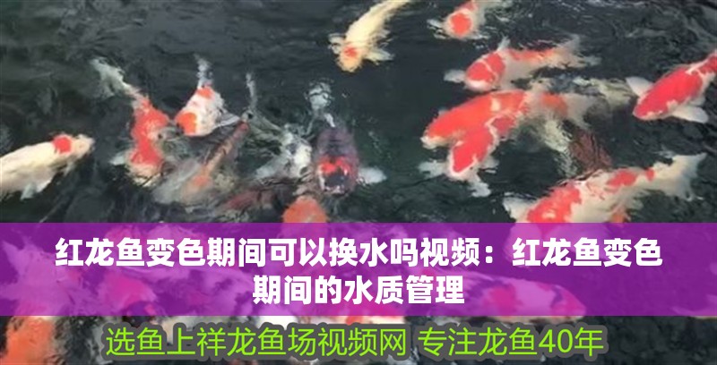 紅龍魚(yú)變色期間可以換水嗎視頻：紅龍魚(yú)變色期間的水質(zhì)管理