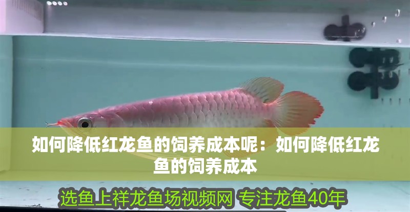 如何降低紅龍魚的飼養(yǎng)成本呢：如何降低紅龍魚的飼養(yǎng)成本