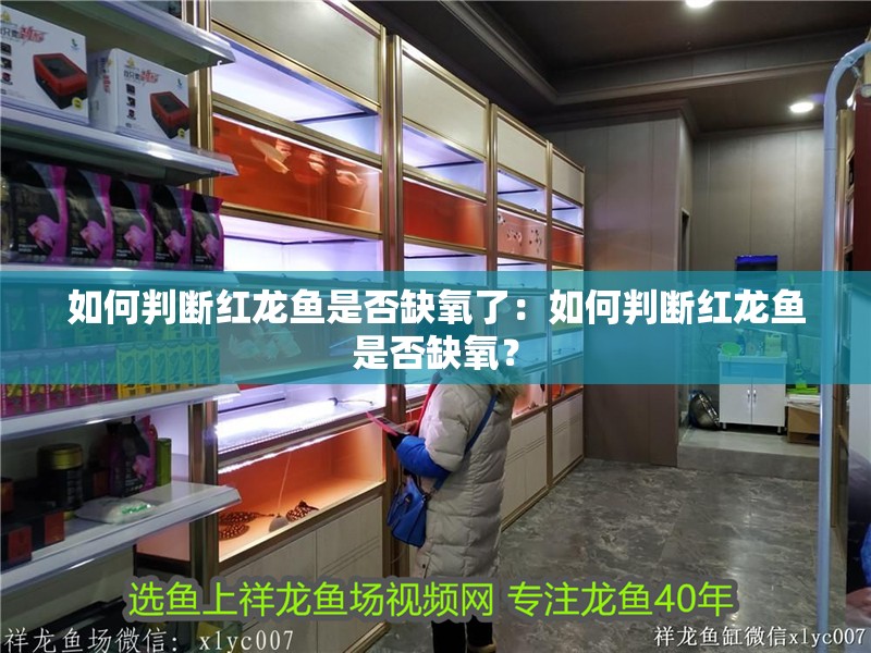 如何判斷紅龍魚是否缺氧了：如何判斷紅龍魚是否缺氧？