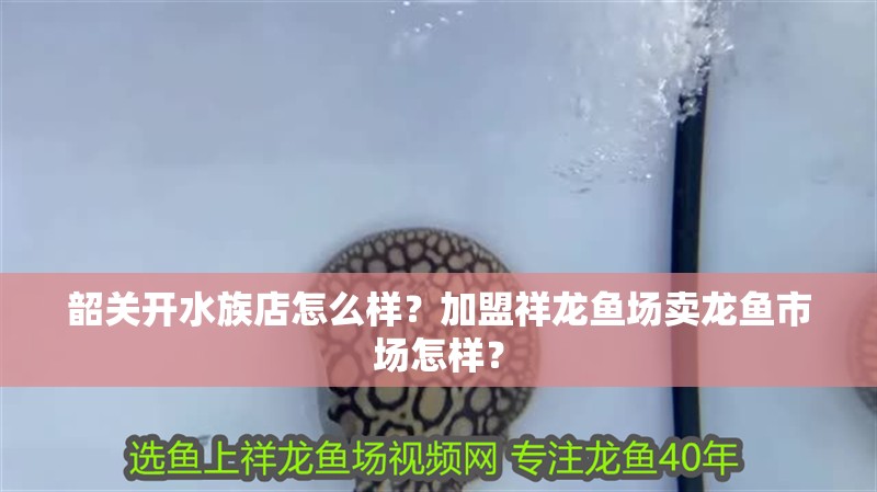 韶關開水族店怎么樣？加盟祥龍魚場賣龍魚市場怎樣？