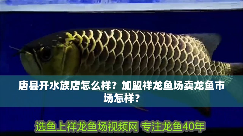 唐縣開水族店怎么樣？加盟祥龍魚場賣龍魚市場怎樣？