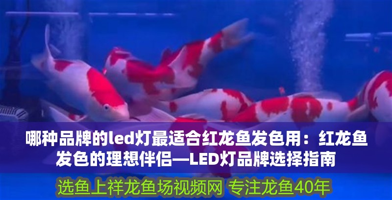 哪種品牌的led燈最適合紅龍魚發色用：紅龍魚發色的理想伴侶—LED燈品牌選擇指南