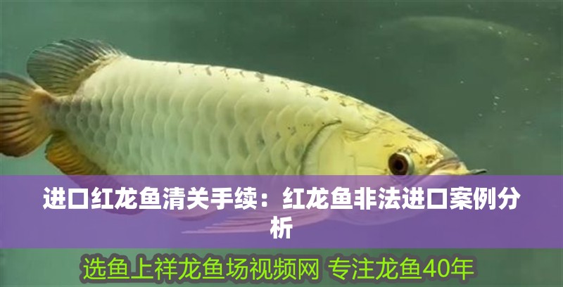 進口紅龍魚清關(guān)手續(xù)：紅龍魚非法進口案例分析