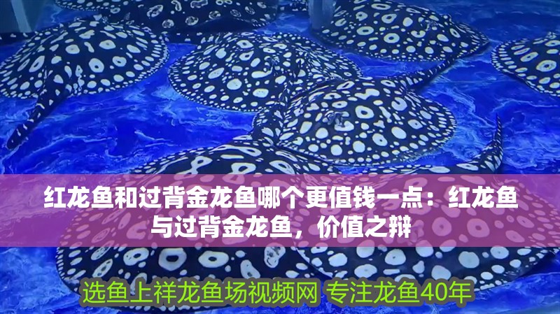 紅龍魚和過背金龍魚哪個更值錢一點：紅龍魚與過背金龍魚，價值之辯