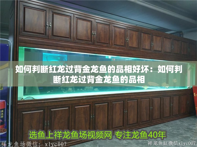 如何判斷紅龍過背金龍魚的品相好壞：如何判斷紅龍過背金龍魚的品相