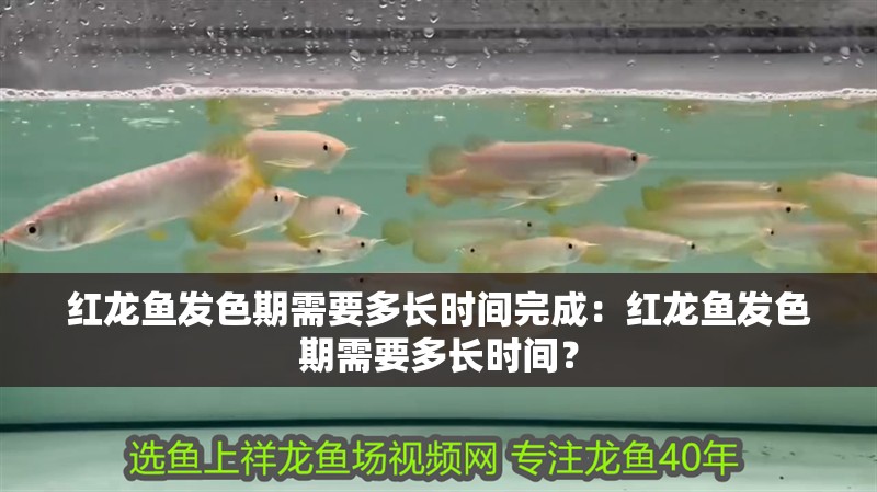 紅龍魚發色期需要多長時間完成：紅龍魚發色期需要多長時間？