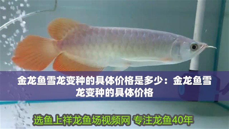 金龍魚(yú)雪龍變種的具體價(jià)格是多少：金龍魚(yú)雪龍變種的具體價(jià)格