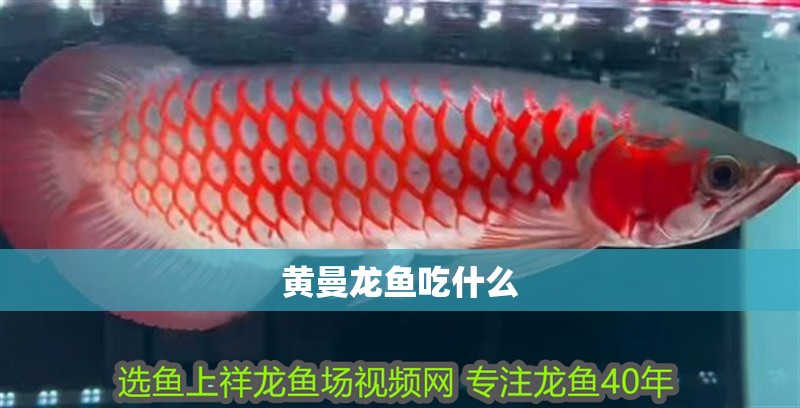 黃曼龍魚吃什么