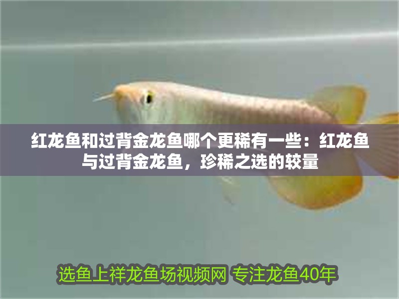 紅龍魚和過背金龍魚哪個更稀有一些：紅龍魚與過背金龍魚，珍稀之選的較量