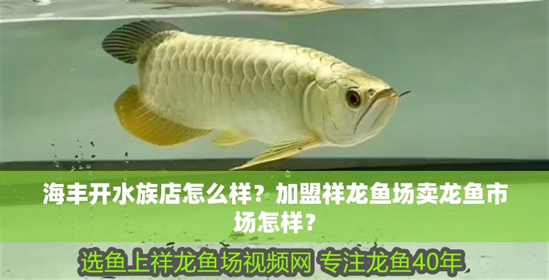 海豐開水族店怎么樣？加盟祥龍魚場賣龍魚市場怎樣？